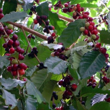 进口咖啡树苗 马来西亚咖啡果苗 饮料作物 盆栽地栽树苗 当年结果