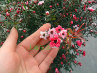 三色松红梅盆栽澳洲梅  花开三季 花如红梅 耐寒植物