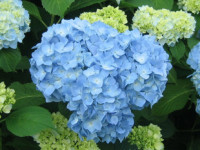 蓝色花卉**蓝花绣球**个性花朵.蓝色风暴.兰色绣球花