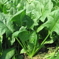 耐寒菠菜种子 可四季盆栽种植 真正的有机菠菜老品种 味道更香