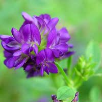 南方紫花苜蓿 耐热六级南拳大叶 高产牧草 紫花苜蓿 菊苣狼尾草