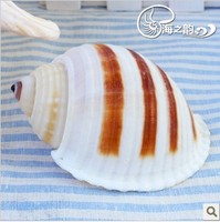 天然条纹鹑螺 10-12cm左右 海螺/装饰/收藏/摆设/鱼缸/DIY