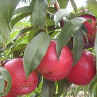 可盆栽果树苗木 早熟甜油桃树苗新品种--金澳油桃苗 嫁接桃子树苗