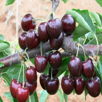 果树苗 盆栽-黑珍珠樱桃苗 南方品种樱桃树 特甜 果肉硬脆 好吃
