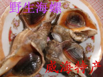 山东威海特产新鲜大海螺贝类海鲜水产鲜活水产苦螺海螺鲜活水产