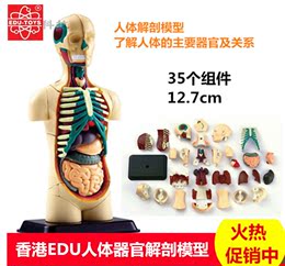 香港EDU12.7cm人体器官解剖模型可拆卸儿童中小学生DIY生物模型