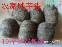 2015山东威海新鲜芋头芋艿毛芋槟榔毛芋头农家自产批发零食包邮