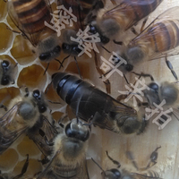 贵州平坝中蜂王种 中蜂种王 2016新开产王  蜜蜂 蜂群 箱蜂 笼蜂