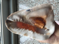 黑唐冠螺 +++ 天然贝壳海螺标本收藏 创意生日礼物 风中浪包邮
