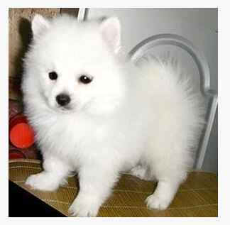 出售纯种日本尖嘴犬 日本银狐犬 幼犬 高品质纯白色狐狸犬小型狗