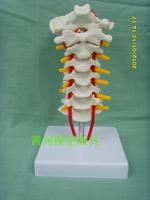 颈椎带颈动脉、后枕骨、椎间盘与神经教学模型，颈椎模型