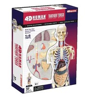 现货4D master半身人体模型中版拆装拼装内脏器官透明模型37组件