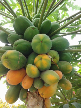 海南新鲜木瓜种子番木瓜种子番木瓜热带水果木瓜种子