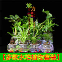 水培玻璃透明花瓶植物 绿萝 文竹 九里香 吊兰榕树虎皮兰水培盆栽