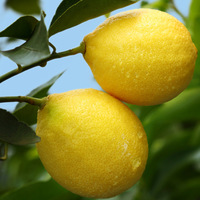 柠檬新鲜柠檬黄柠檬特产多汁水果坏果包赔一级果5斤包邮约9-20个