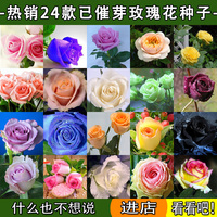 60粒装 绿植盆栽花卉种子奇趣景观 【红玫瑰花种子】 香鲜花种子