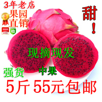 7月中果 红心火龙果 红肉火龙果 有机火龙果 新鲜水果5斤起包邮