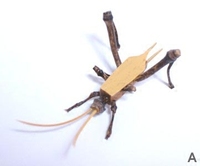 日本代购竹制昆虫螳螂栩栩如生传统手工艺品荧光发光日系摆件礼物