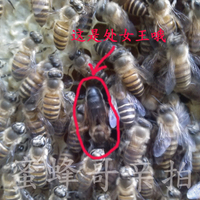 贵州平坝中蜂王种 活体中蜂种王 新处女王 蜜蜂 蜂群 箱蜂 笼蜂