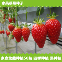 蔬菜种子阳台 水果草莓种子播种 盆栽 四季播  家种50粒 58元包邮