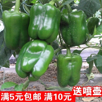蔬菜种子四季播 阳台易种春秋盆栽室内甜椒种子