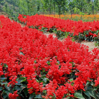 一串红盆栽花草种子批发 矮串红花种子 春秋四季播易种花卉种子