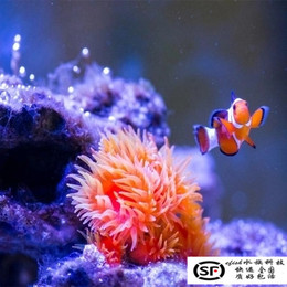 海水生物LPS 炮仗花 太阳花珊瑚 软体腔肠动物
