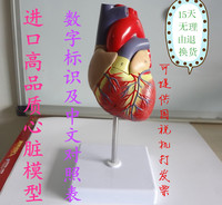 自然大心脏解剖模型 超声科 心内科 医用心脏模型 心脏教学模型