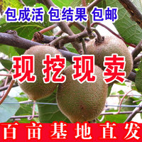 猕猴桃苗 嫁接苗 雌雄同株 一颗结果 红心 黄金猕猴桃 新西兰品种