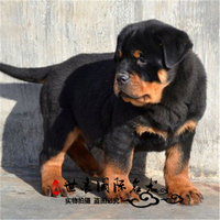犬舍出售 纯种赛级德系罗威纳犬 幼犬纯种 活体 可视频 双血统