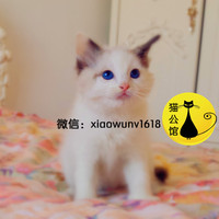CFA海豹双色蓝双色布偶猫公猫dd幼猫活体宠物纯种cfa血统小猫咪