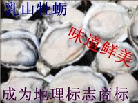 山东威海乳山特产新鲜带壳牡蛎鲜活生蚝海鲜贝类补锌钙牡蛎肉