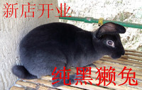 稀有 纯种 黑獭 力克斯兔 纯黑獭兔 彩色獭兔 宠物兔活体
