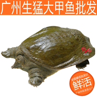 【只发广东顺丰】养殖鲜活 大甲鱼 批发 王八水鱼  龟1.7-2斤/只