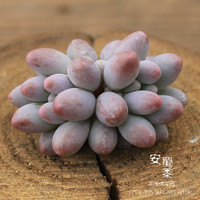 婴儿手指特价韩国进口盆栽多肉植物安蜀黍的花园实物拍摄现货新品