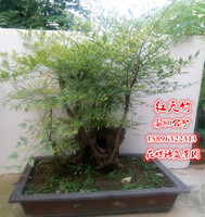 特价实物红天竹造型盆景树桩下山桩造型盆景南天竹室内外植物