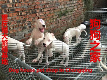 重庆狗狗之家宠物店名犬繁殖基地出售纯种阿根廷杜高犬 西南之最