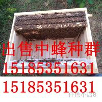 贵州平坝土蜂群 中蜂王种 中蜂种王 蜜蜂 箱蜂 笼蜂 连蜂带脾出售