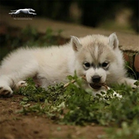 纯种哈士奇犬幼犬出售西伯利亚雪橇犬赛级血统宠物狗狗