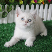 上海宠物猫蓝眼睛波斯猫短毛宠物猫银点银渐层英短俄罗斯猫宠物猫