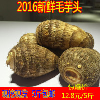2016山东农家自种新鲜芋头毛芋头小芋头香芋芋头粉糯5斤包邮