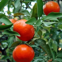 果树苗木 柑橘子树苗 桔苗 红桔子树苗 新品种早桔-世纪红桔树苗