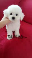 北京犬舍出售纯种泰迪幼犬家养活体白色茶杯玩具型宠物狗狗包运