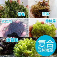 海藻观赏活体 五种复合海藻 迷你装 去除NO3 PO4 藻缸必备 顺丰