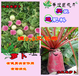 阳台田园四季种植蔬菜 水果萝卜种子 白萝卜 红萝卜抗热种子包邮