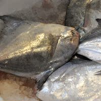 吕四海鲜特产 新鲜鲳鱼3-5两 东海鲳鱼 销售为1斤价