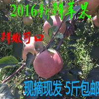 2016新鲜水果 山东苹果 香脆甜  烟台苹果五斤包邮