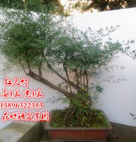 实物红天竹造型盆景树桩下山桩造型盆景南天竹室内外植物包邮