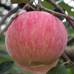 新鲜水果烟台苹果栖霞红富士山东特产10斤75#冰糖心吃的非洛川